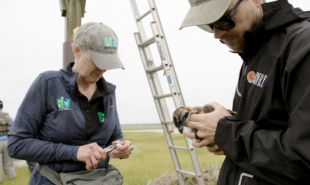 Osprey Restoration Understanding Excise Taxes Wildlife Conservation