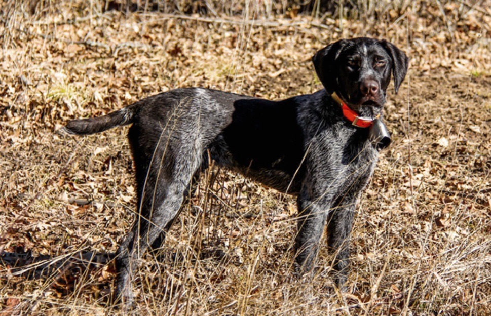 German Shorthairs vs. Wirehairs: It's not just about the coat