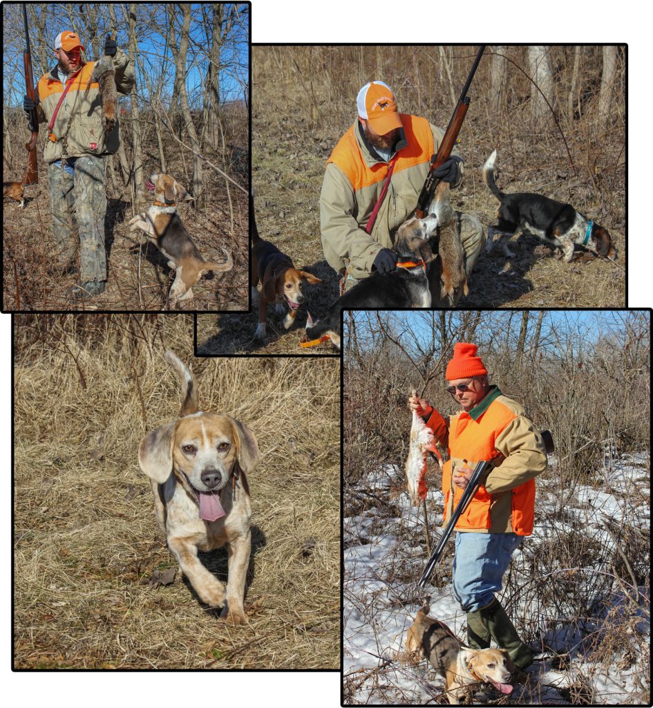 Rabbits & Beagles—An Old Hunt Made New NSSF Let's Go Hunting