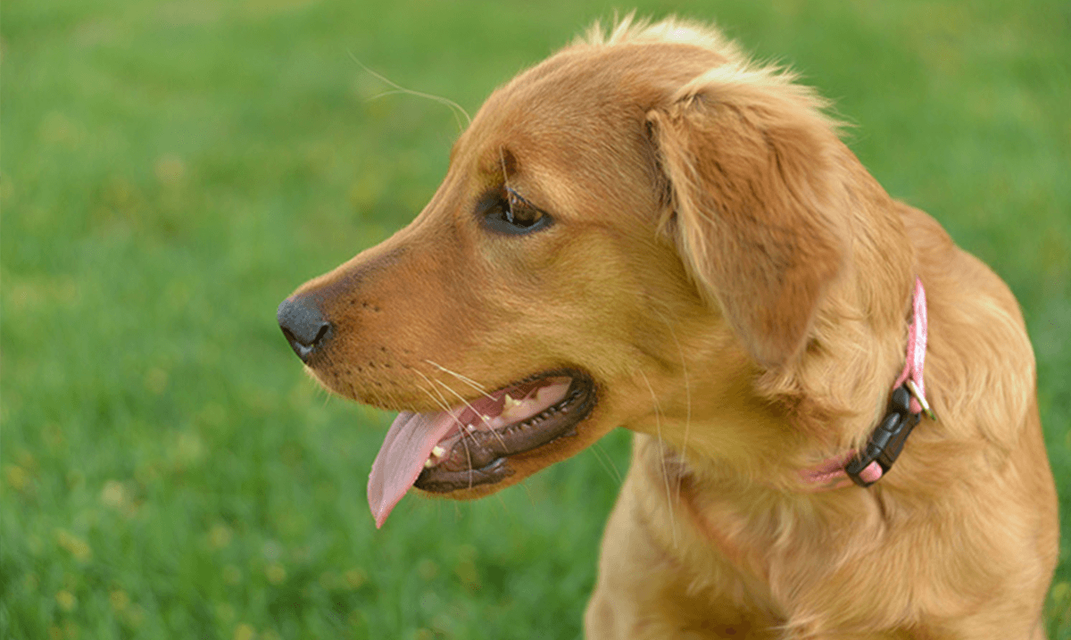 Hunter puppy sales